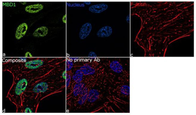 MBD1 Antibody in Immunocytochemistry (ICC/IF)