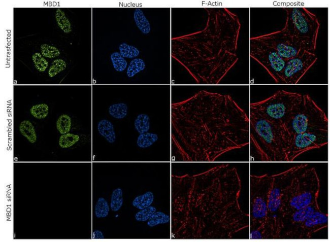 MBD1 Antibody in Immunocytochemistry (ICC/IF)