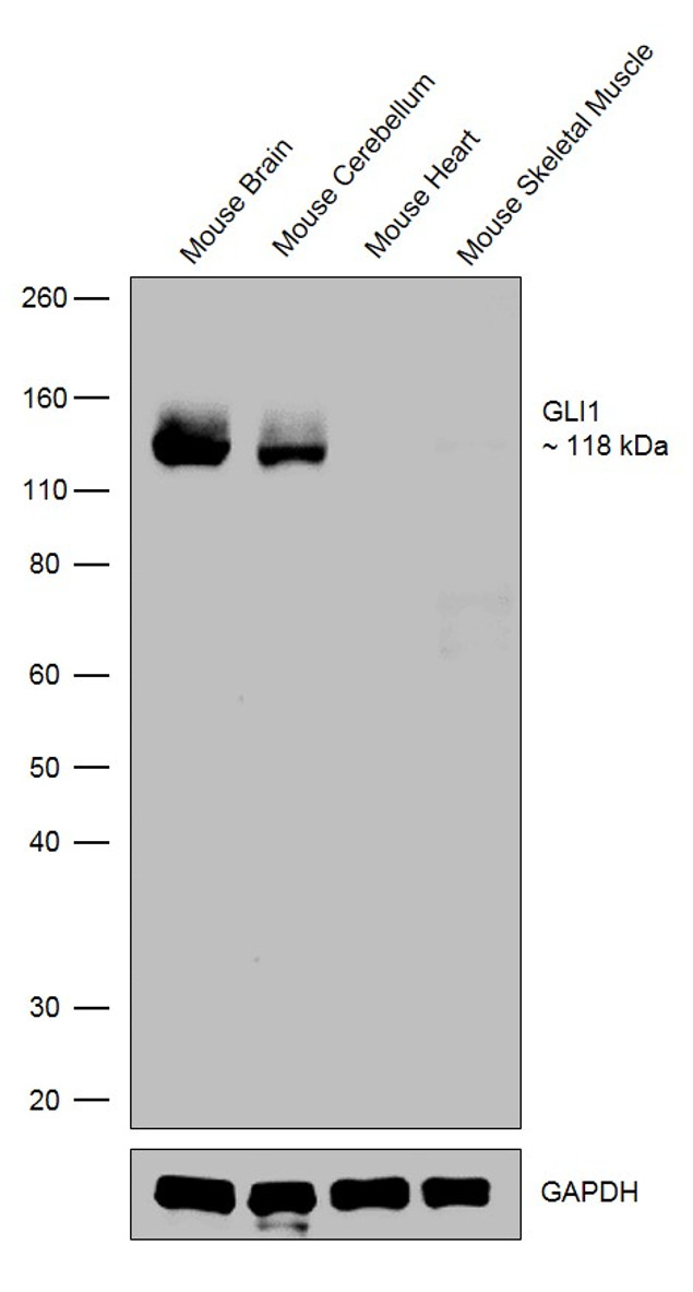 GLI1 Antibody