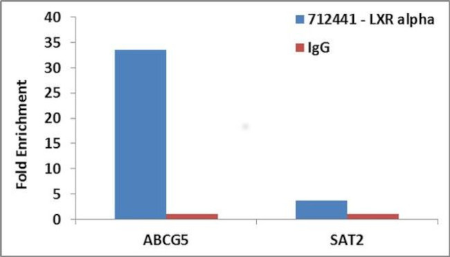 LXR alpha Antibody in ChIP Assay (ChIP)