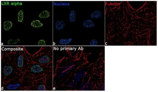 LXR alpha Antibody in Immunocytochemistry (ICC/IF)