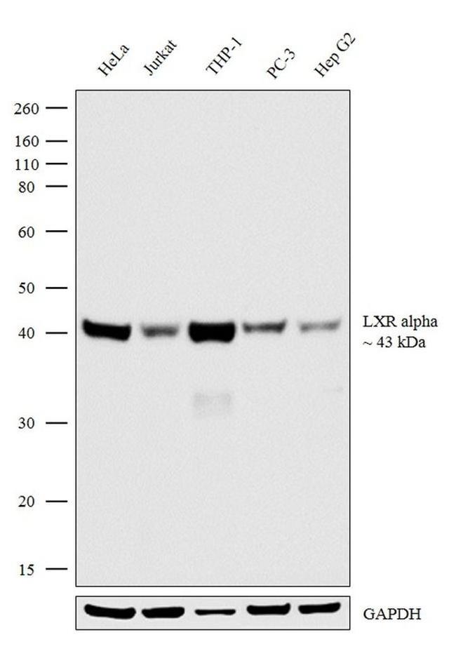 LXR alpha Antibody in Western Blot (WB)