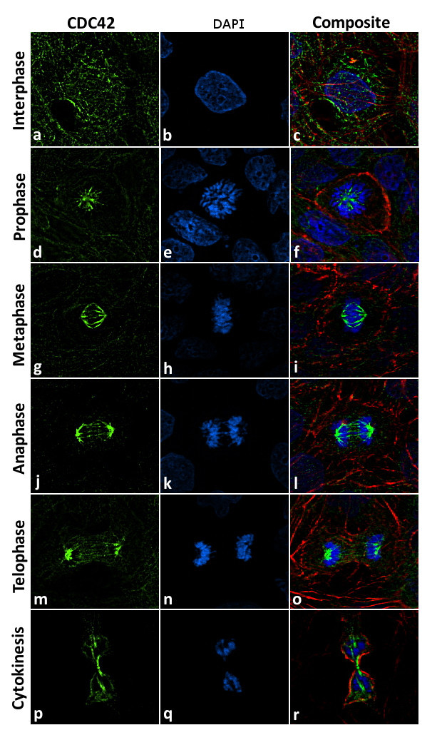 CDC42 Antibody in Immunocytochemistry (ICC/IF)