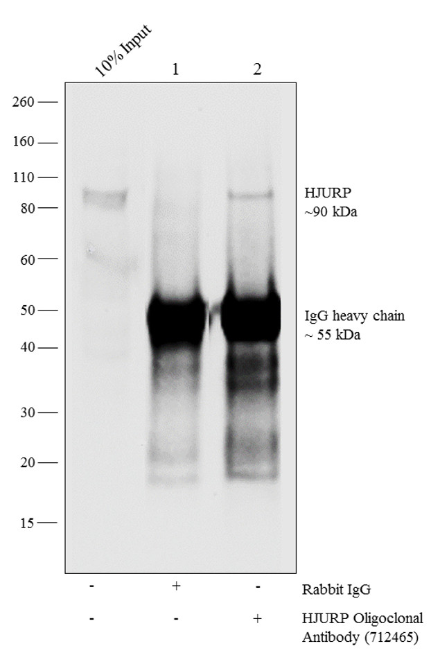 HJURP Antibody in ChIP Assay (ChIP)
