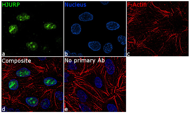 HJURP Antibody in Immunocytochemistry (ICC/IF)