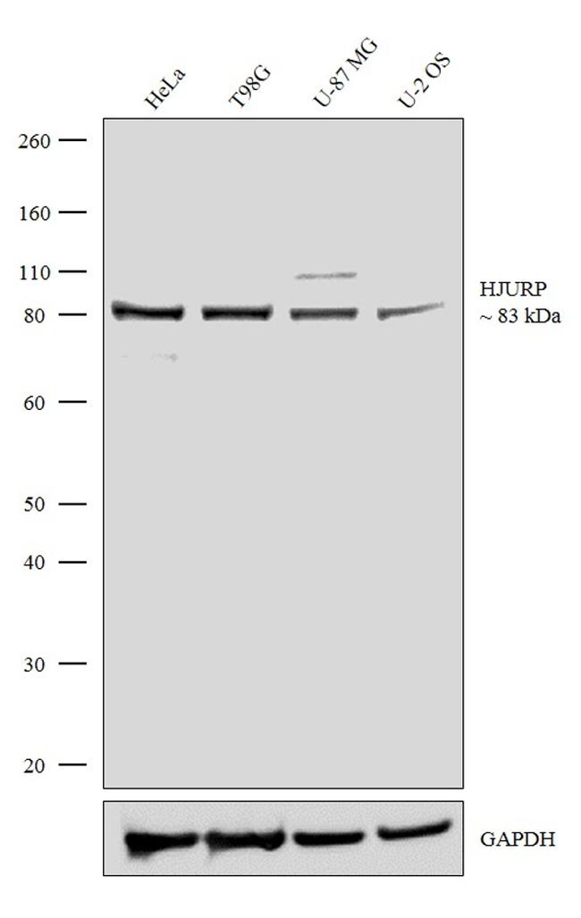 HJURP Antibody in Western Blot (WB)