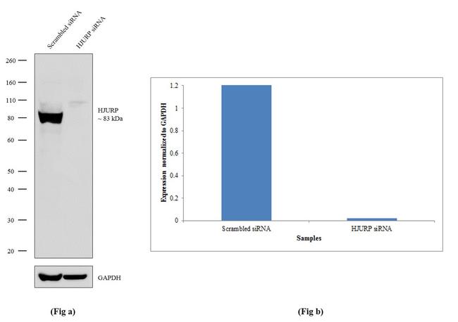 HJURP Antibody in Western Blot (WB)