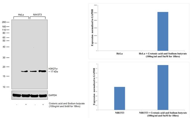 H3K27cr Antibody in Western Blot (WB)