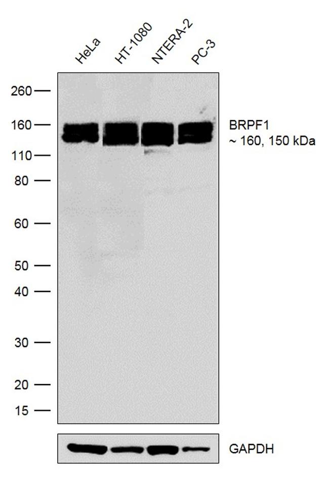 BRPF1 Antibody in Western Blot (WB)