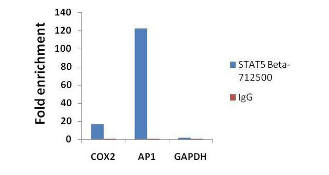 STAT5 beta Antibody