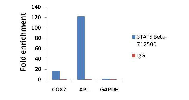 STAT5 beta Antibody in ChIP Assay (ChIP)