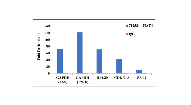 HAT1 Antibody in ChIP Assay (ChIP)