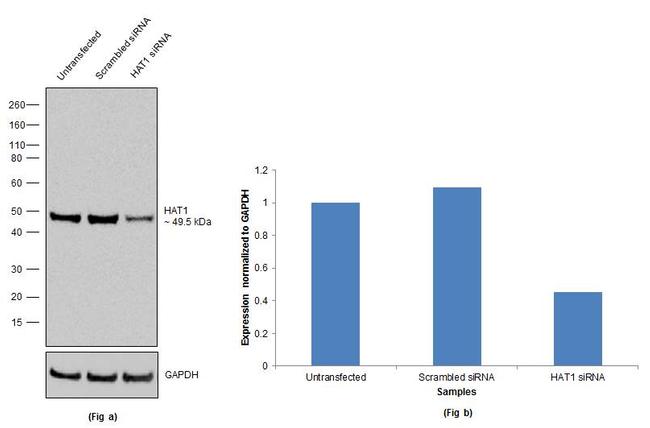 HAT1 Antibody in Western Blot (WB)