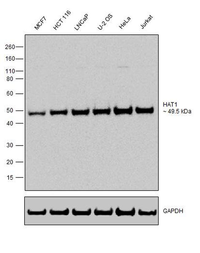 HAT1 Antibody in Western Blot (WB)