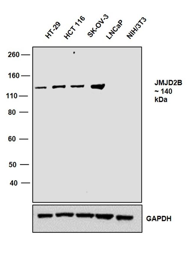 JMJD2B Antibody in Western Blot (WB)