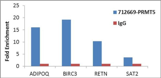 PRMT5 Antibody