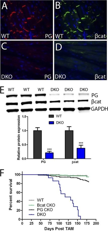 beta Catenin Antibody in Western Blot (WB)