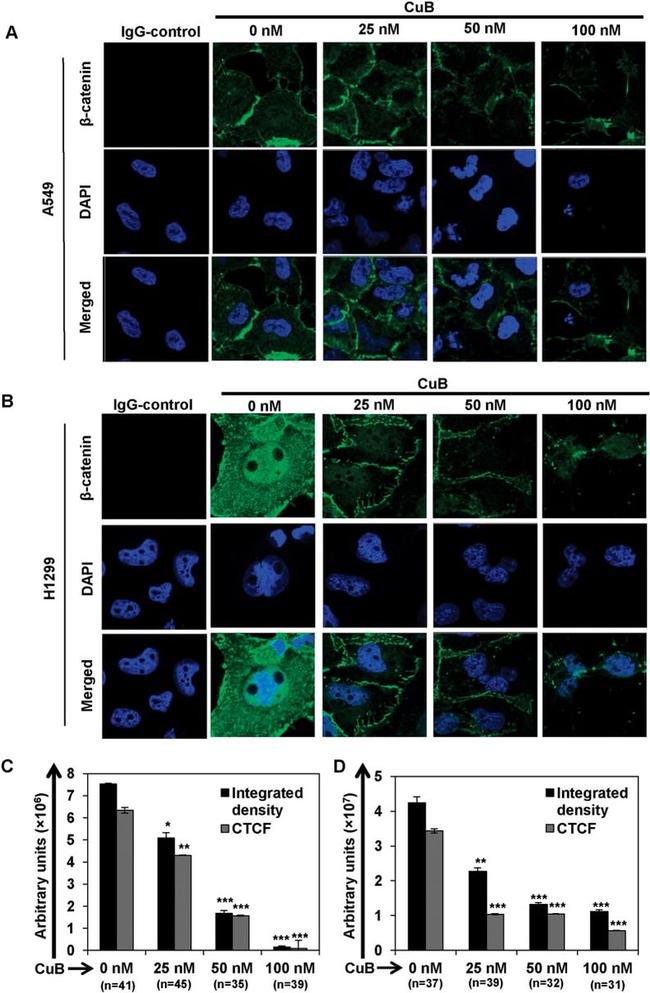 beta Catenin Antibody in Immunocytochemistry (ICC/IF)