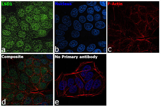 LSD1 Antibody in Immunocytochemistry (ICC/IF)