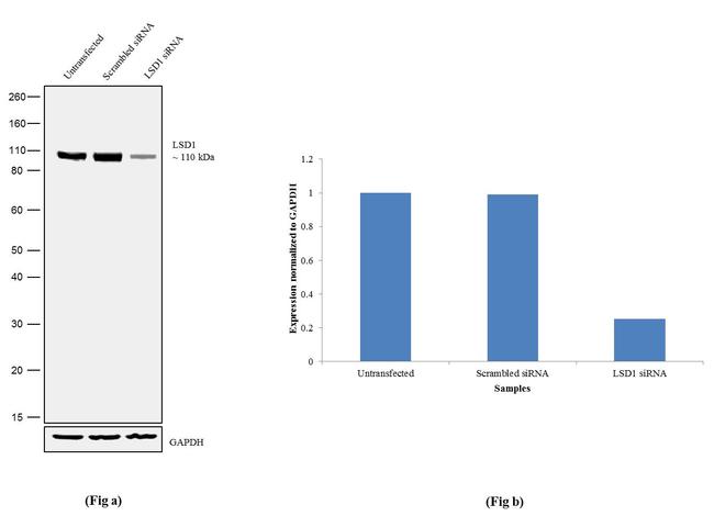 LSD1 Antibody in Western Blot (WB)