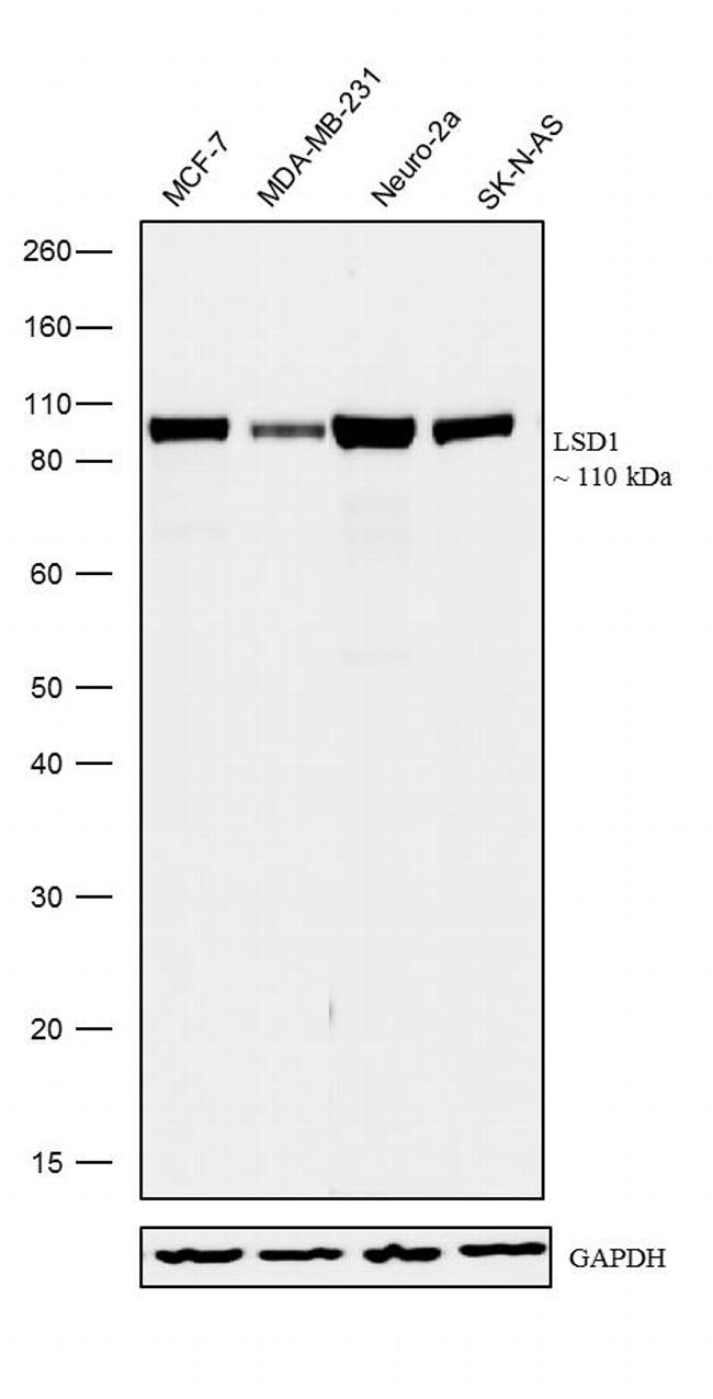 LSD1 Antibody in Western Blot (WB)