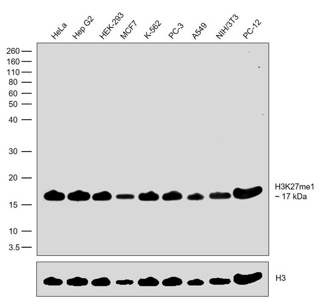 H3K27me1 Antibody in Western Blot (WB)