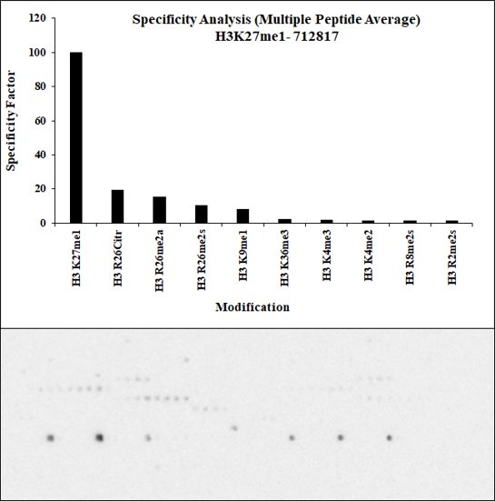 H3K27me1 Antibody in Peptide array (ARRAY)