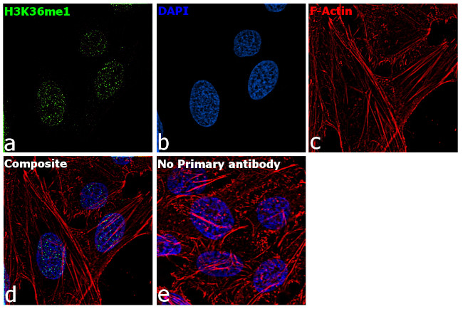 H3K36me1 Antibody in Immunocytochemistry (ICC/IF)