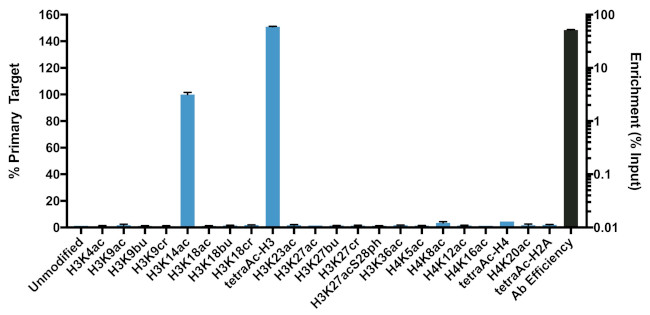 H3K14ac Antibody in ChIP Assay (ChIP)