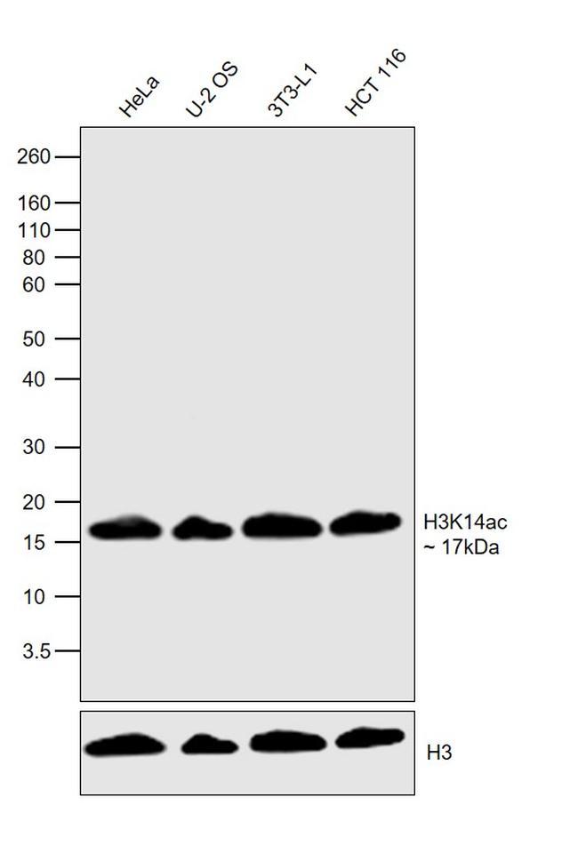 H3K14ac Antibody in Western Blot (WB)