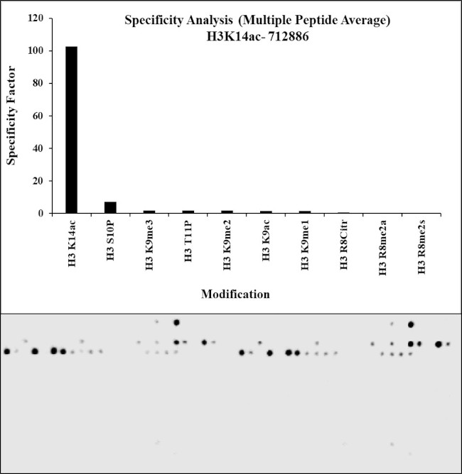 H3K14ac Antibody in Peptide array (ARRAY)