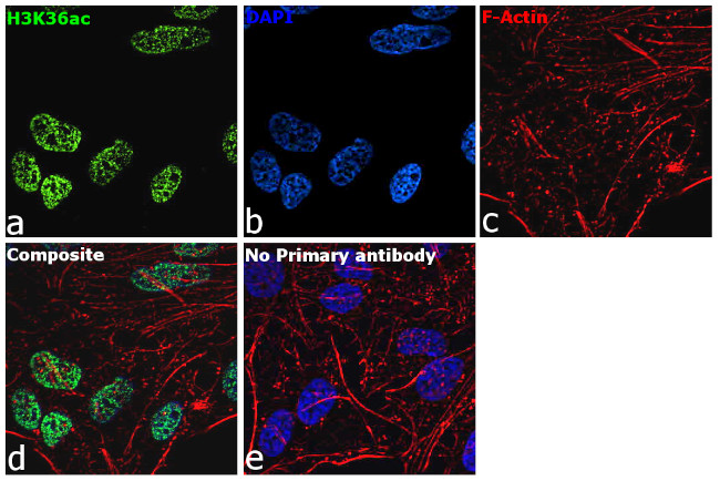 H3K36ac Antibody in Immunocytochemistry (ICC/IF)