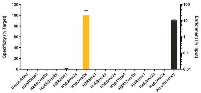 H3R2me2s Antibody in ChIP Assay (ChIP)