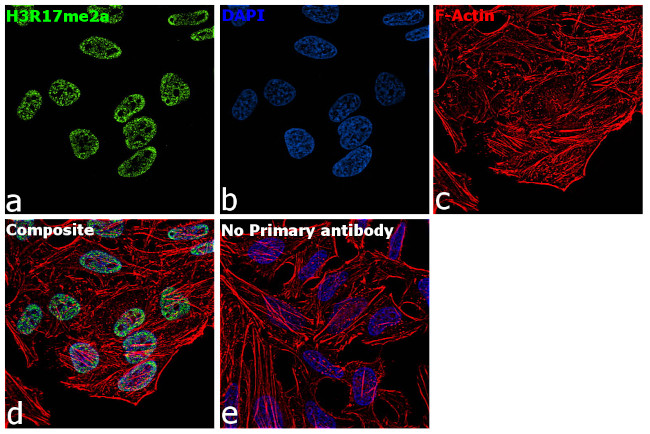 H3R17me2a Antibody in Immunocytochemistry (ICC/IF)