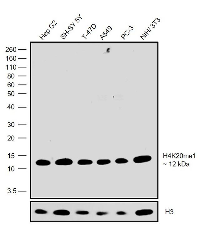 H4K20me1 Antibody in Western Blot (WB)