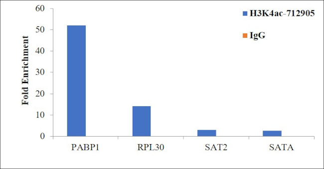 H3K4ac Antibody in ChIP Assay (ChIP)