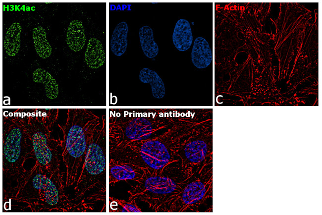 H3K4ac Antibody in Immunocytochemistry (ICC/IF)