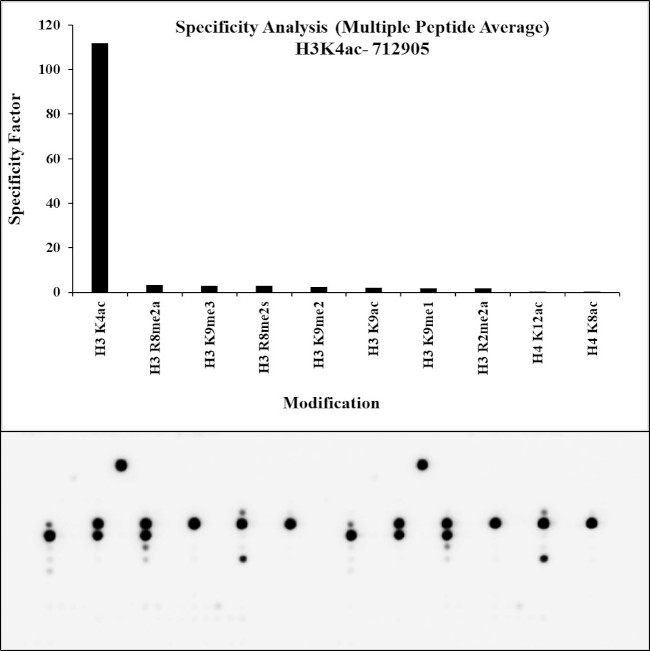 H3K4ac Antibody in Peptide array (ARRAY)