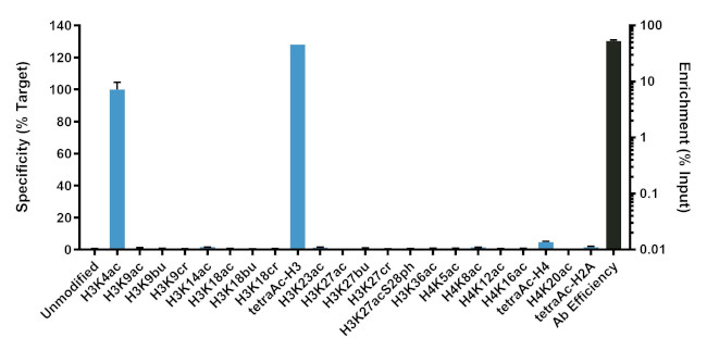 H3K4ac Antibody in ChIP Assay (ChIP)