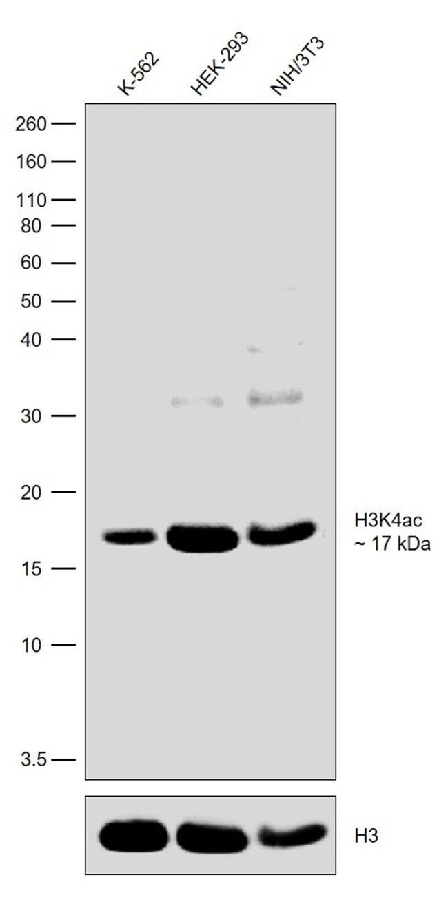 H3K4ac Antibody in Western Blot (WB)