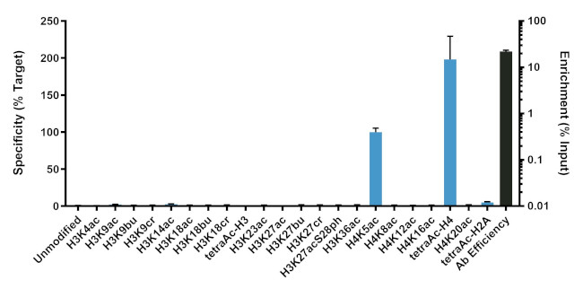 H4K5ac Antibody in ChIP Assay (ChIP)