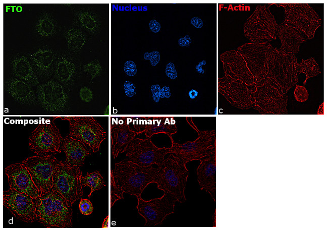 FTO Antibody in Immunocytochemistry (ICC/IF)