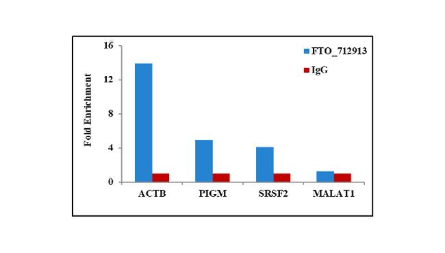 FTO Antibody in RNA Immunoprecipitation (RIP)