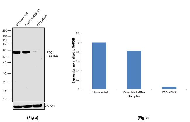 FTO Antibody in Western Blot (WB)