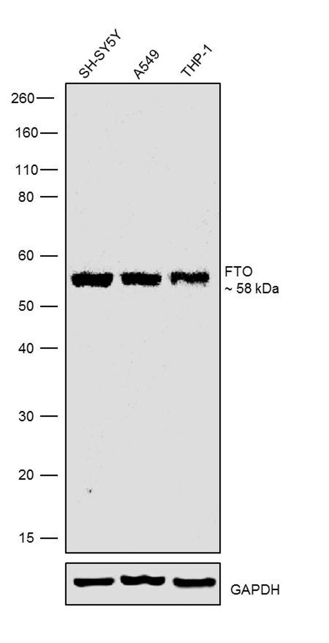 FTO Antibody in Western Blot (WB)