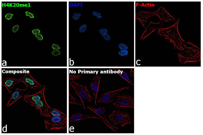 H4K20me1 Antibody in Immunocytochemistry (ICC/IF)