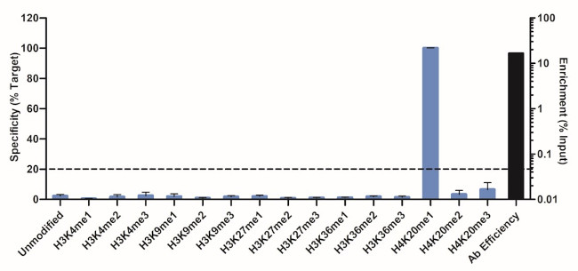 H4K20me1 Antibody