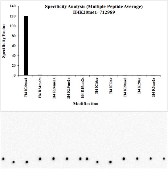 H4K20me1 Antibody in Peptide array (ARRAY)