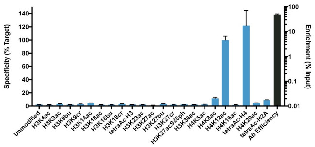 H4K12ac Antibody in ChIP Assay (ChIP)