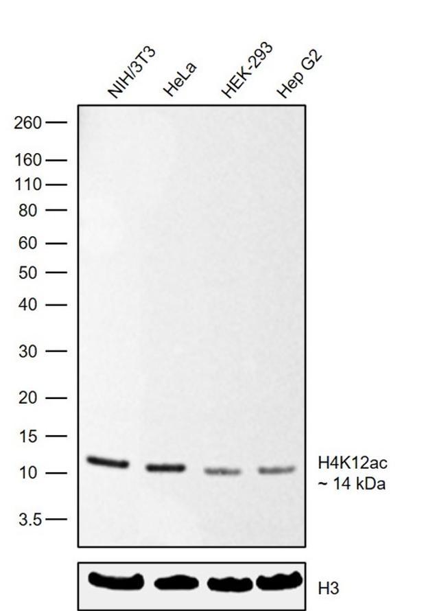 H4K12ac Antibody in Western Blot (WB)